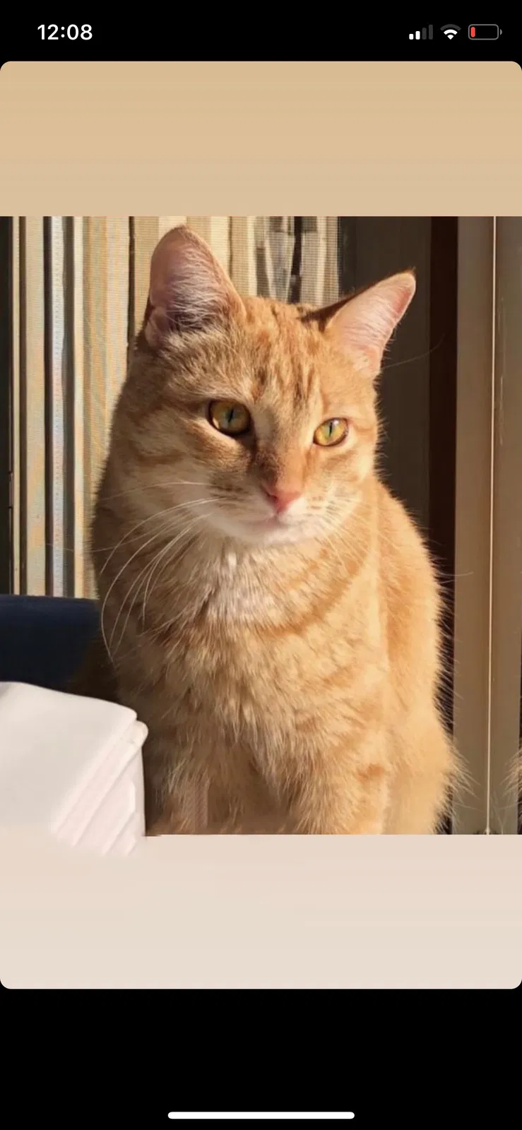 Lost cat in Dearborn Heights, MI, 48127