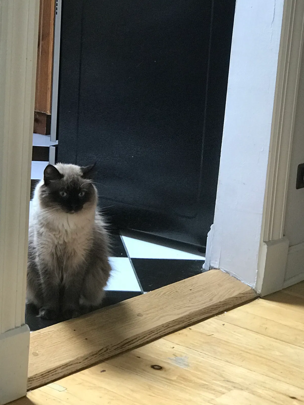 Lost cat in Barrington, IL, 60010