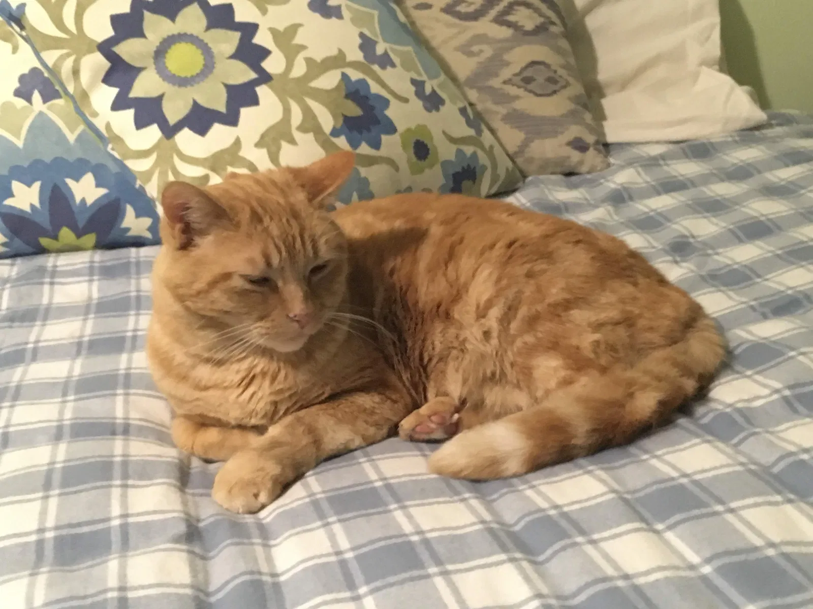 Lost cat in Portland, OR, 97219