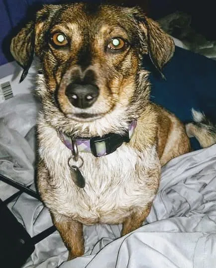 Lost dog in Glendale, AZ, 85301