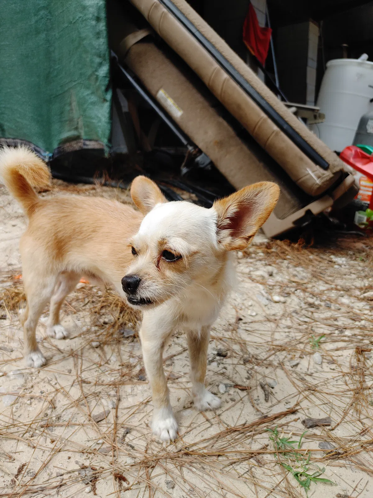 Lost dog in Splendora, TX, 77372
