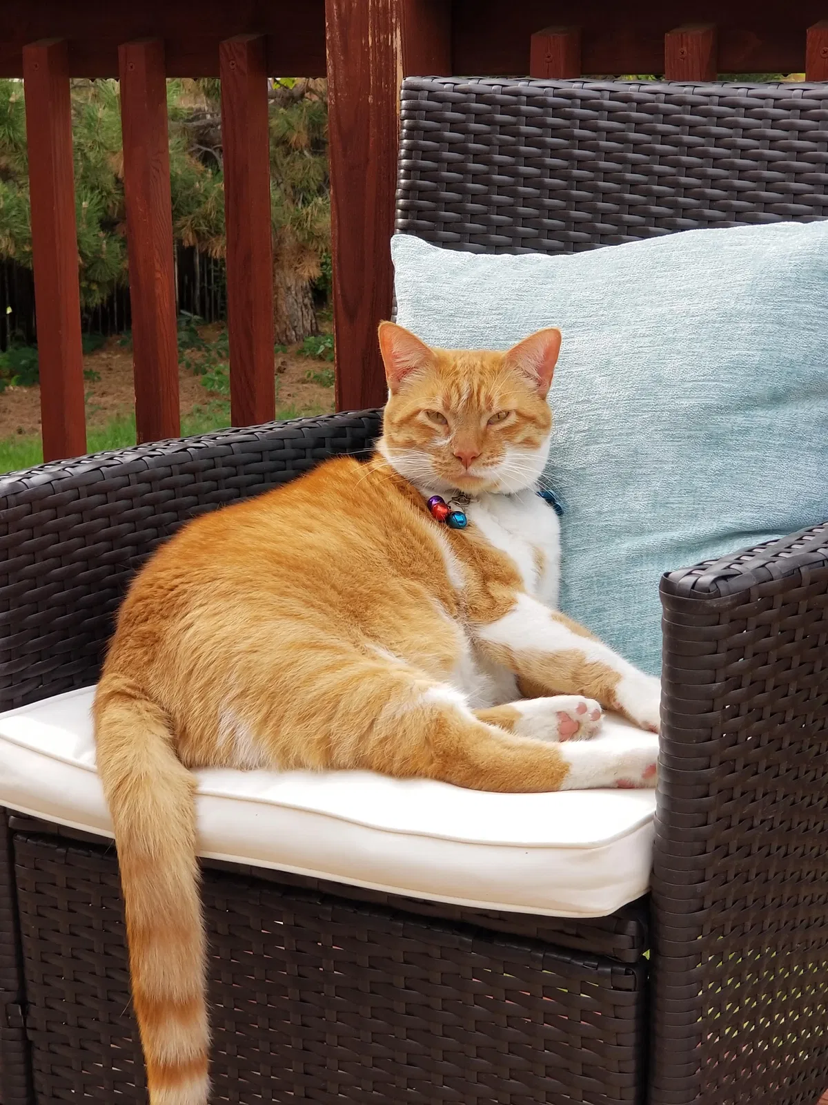 Lost cat in Aurora, CO, 80013