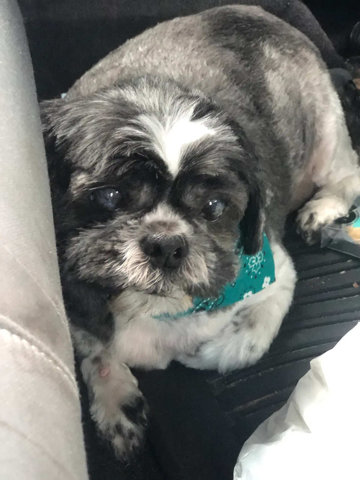 Lost dog in Baltimore, MD, 21206
