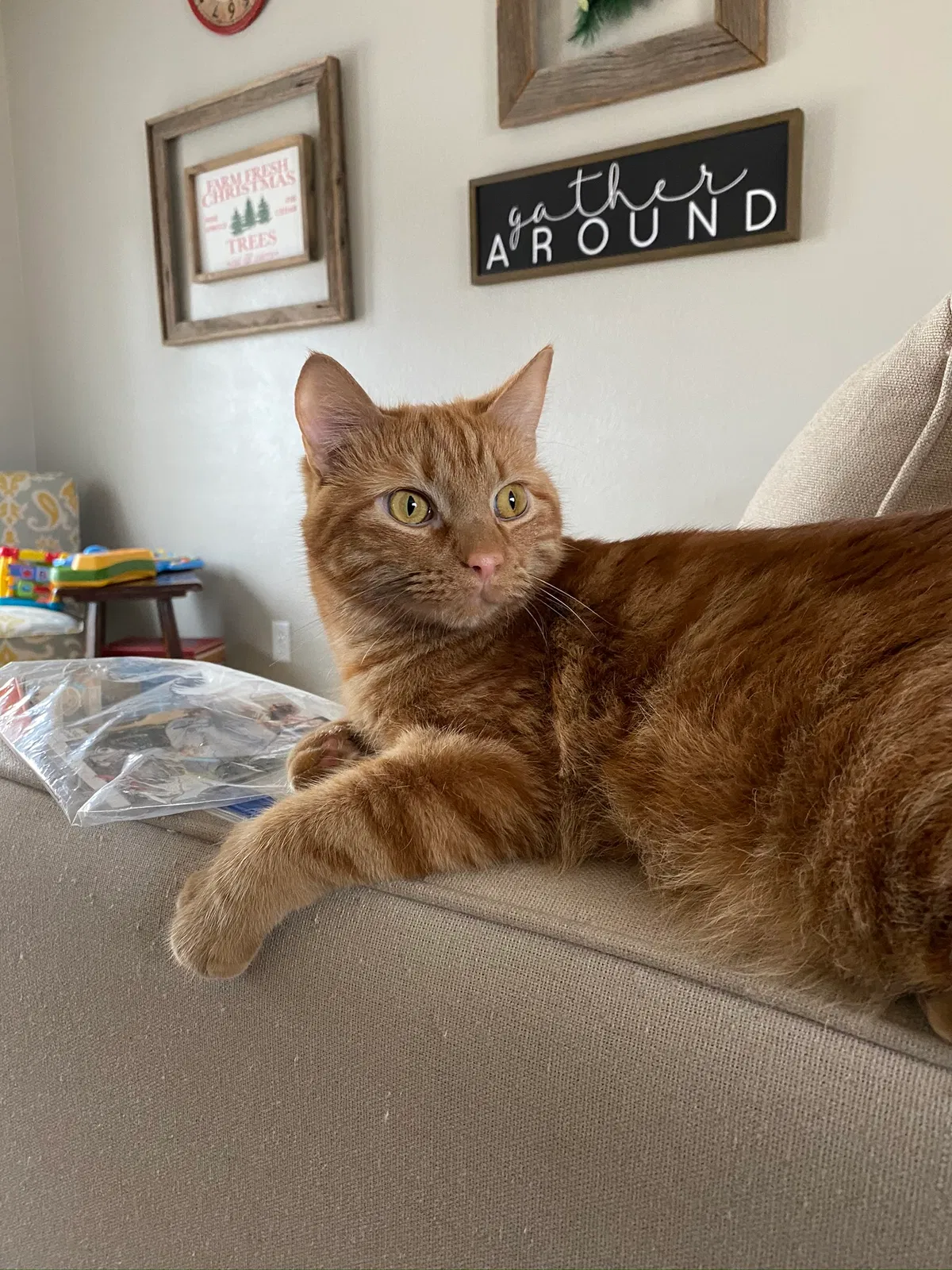 Lost cat in Colorado Springs, CO, 80918