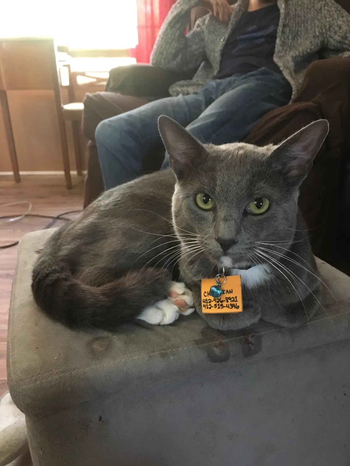 Lost cat in Stokesdale, NC, 27357