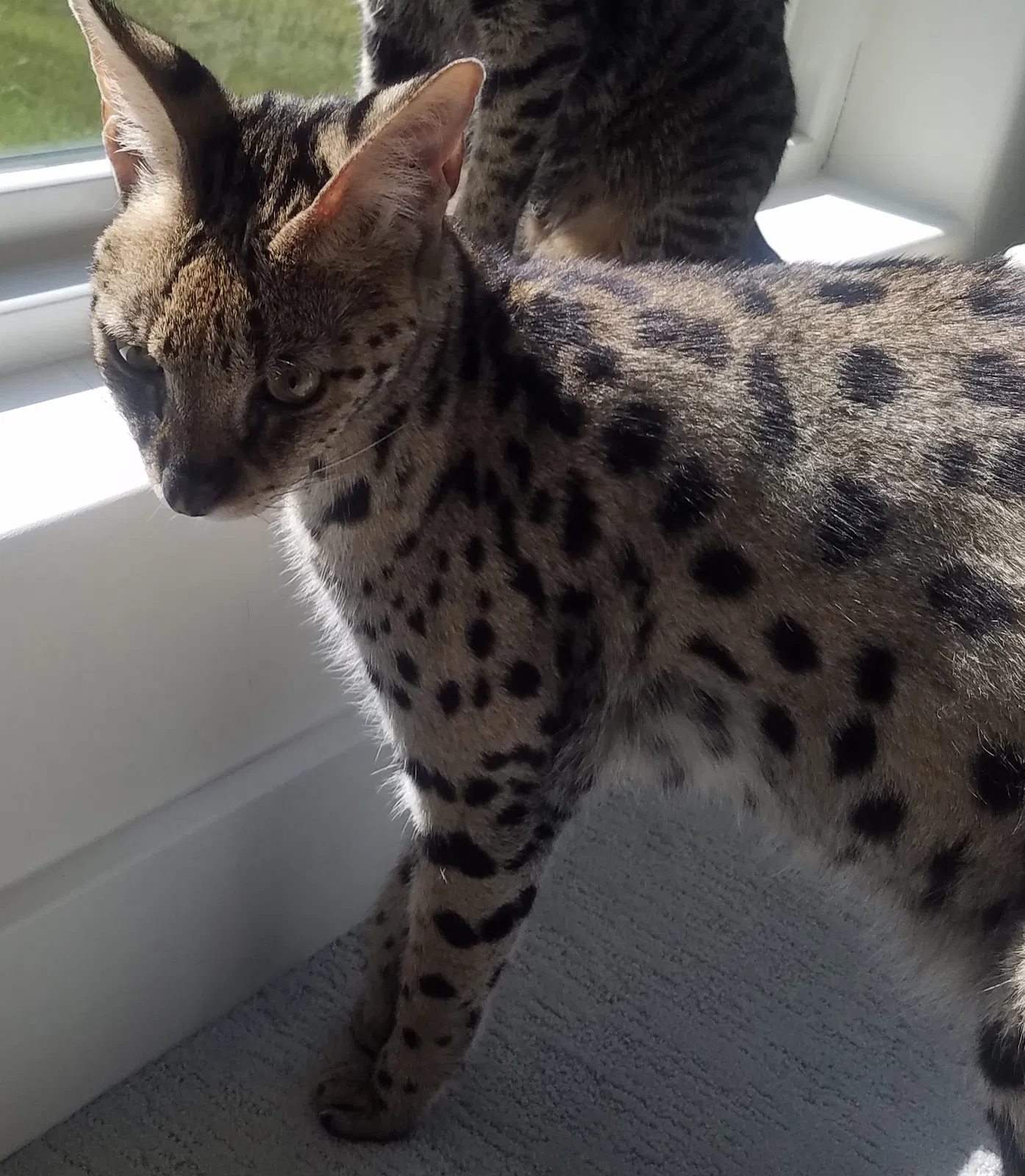 Lost cat in West Des Moines, IA, 50266
