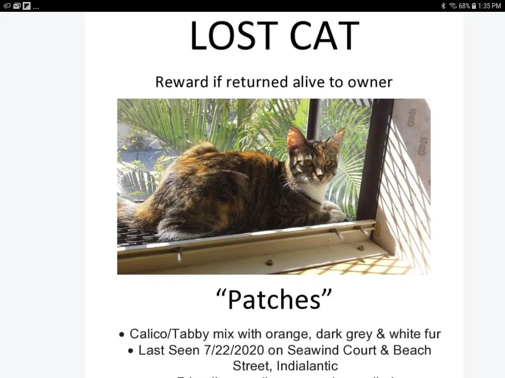 Lost cat in Indialantic, FL, 32903
