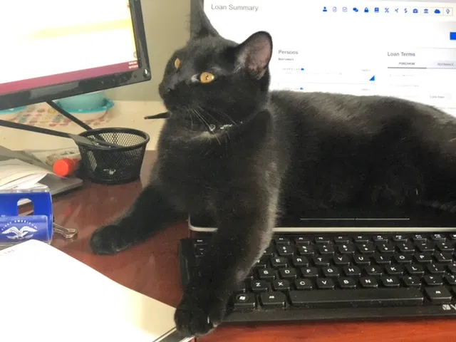Lost cat in Herriman, UT, 84096