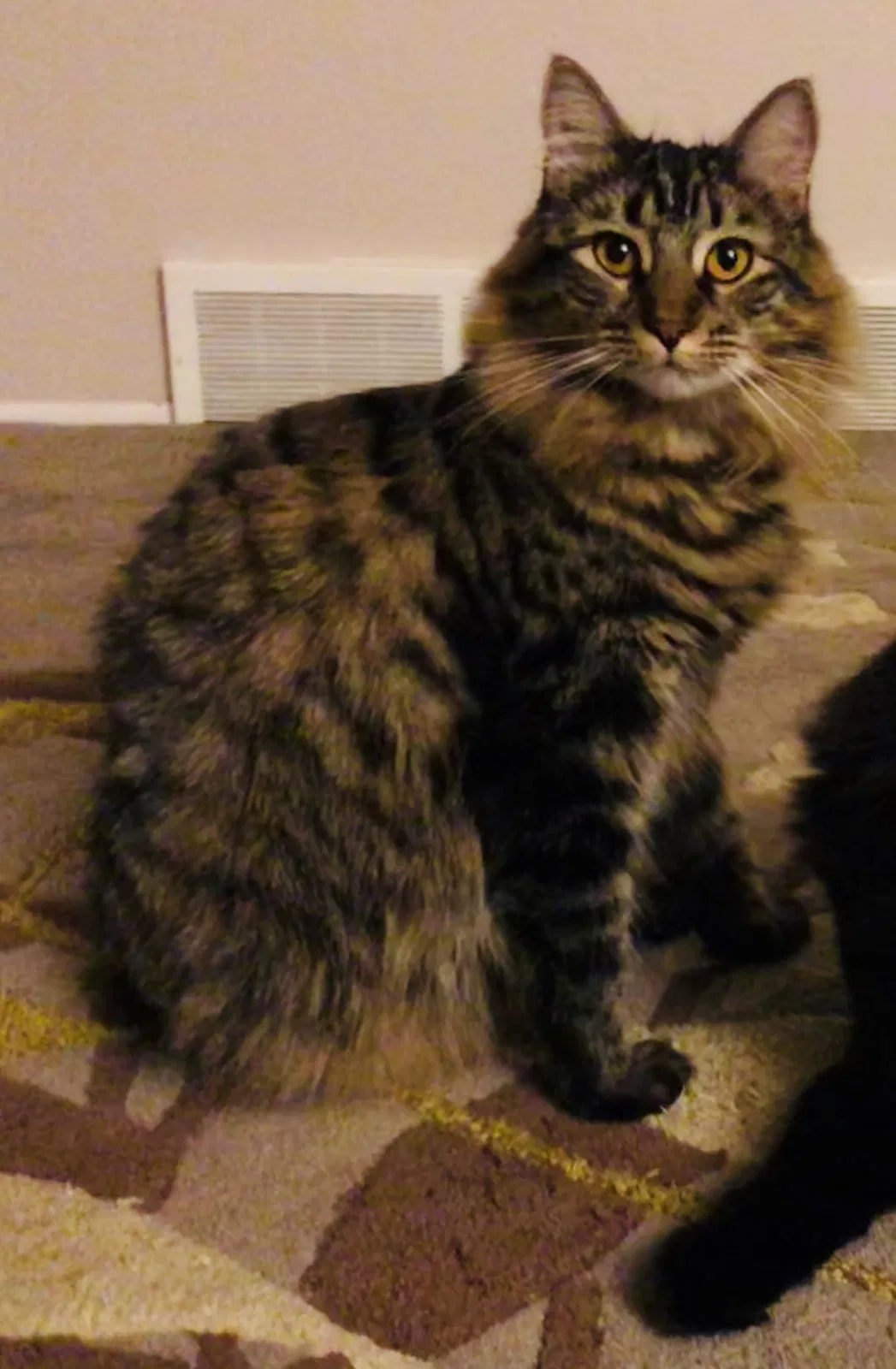 Lost cat in Heber City, UT, 84032