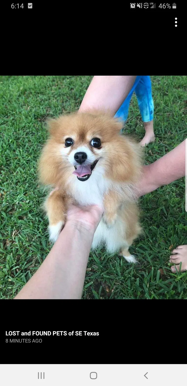 Lost dog in Lumberton, TX, 77657