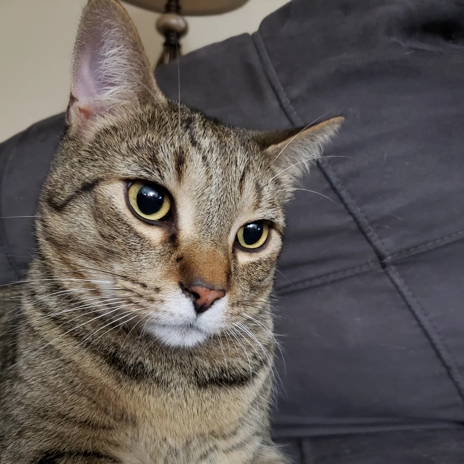 Lost cat in Grandville, MI, 49418