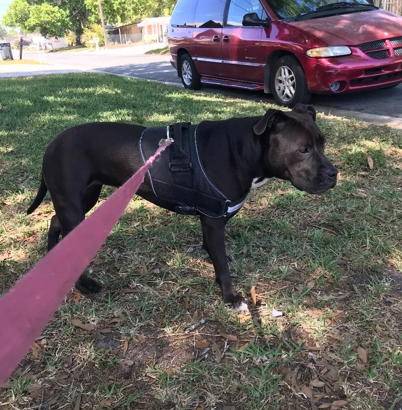 Lost dog in Tampa, FL, 33614