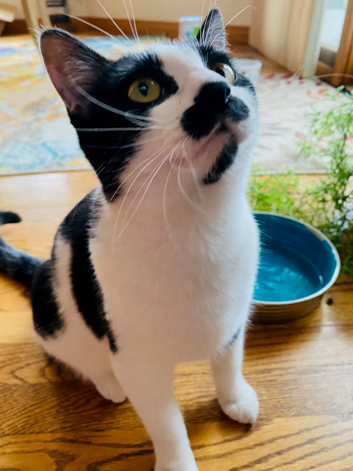 Lost cat in Greeley, CO, 80634