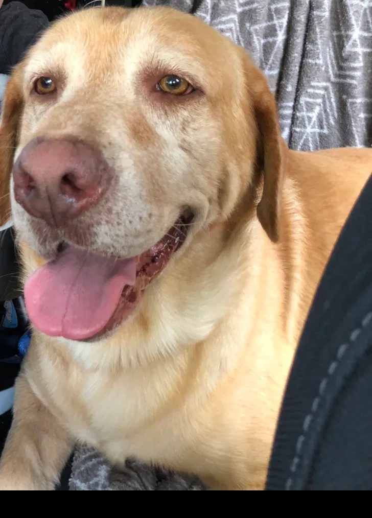 Lost dog in Whitehouse, TX, 75791