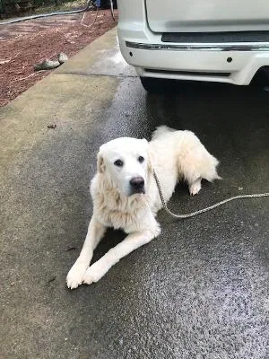 Lost dog in Gainesville, GA, 30504