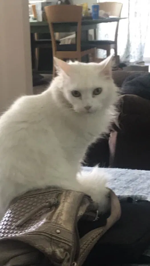 Lost cat in Chico, CA, 95928