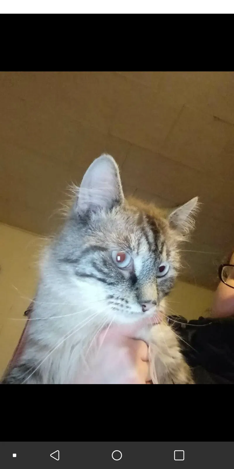 Lost cat in Beaver Falls, PA, 15010