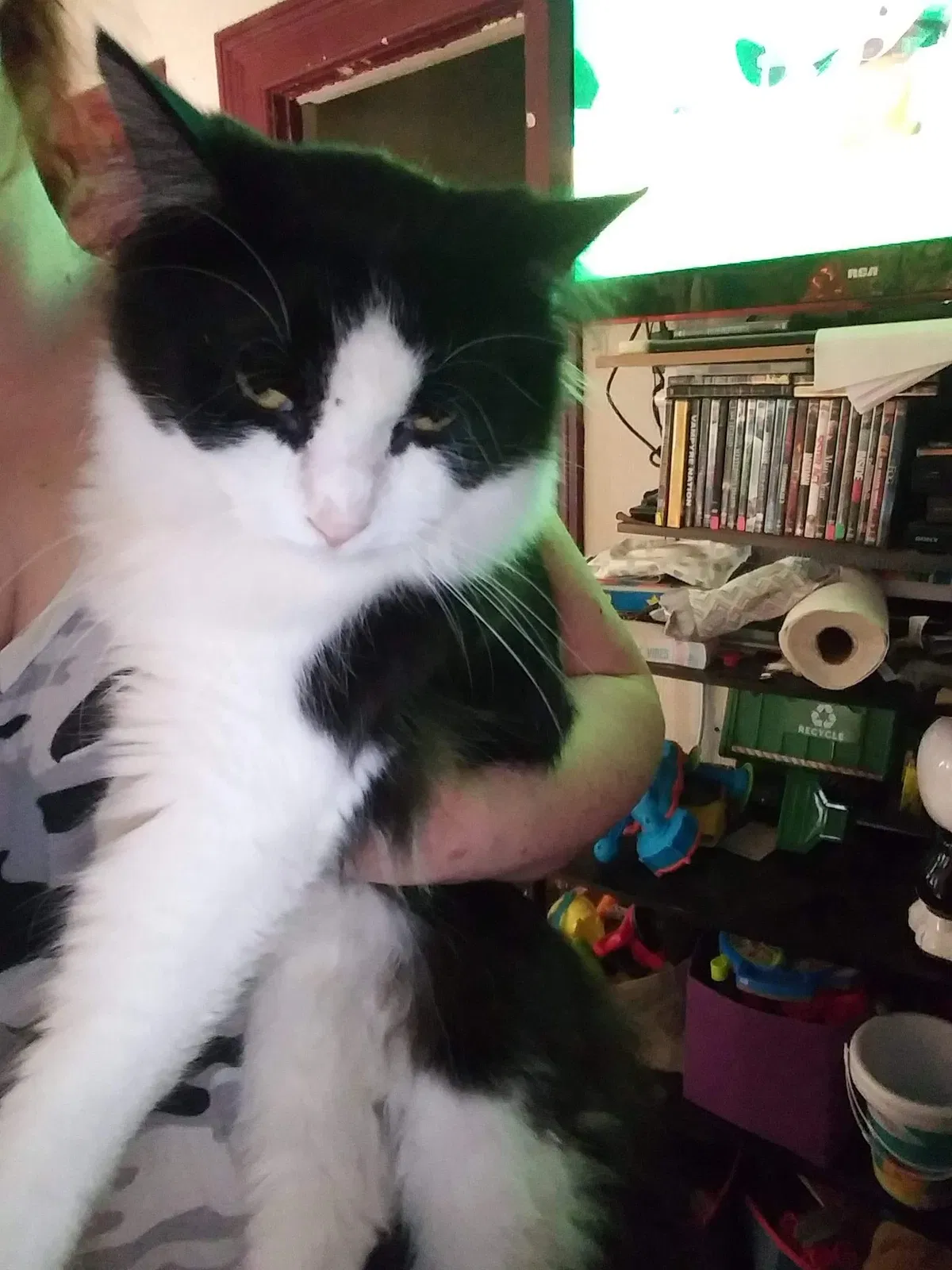 Lost cat in Marshall, MI, 49068