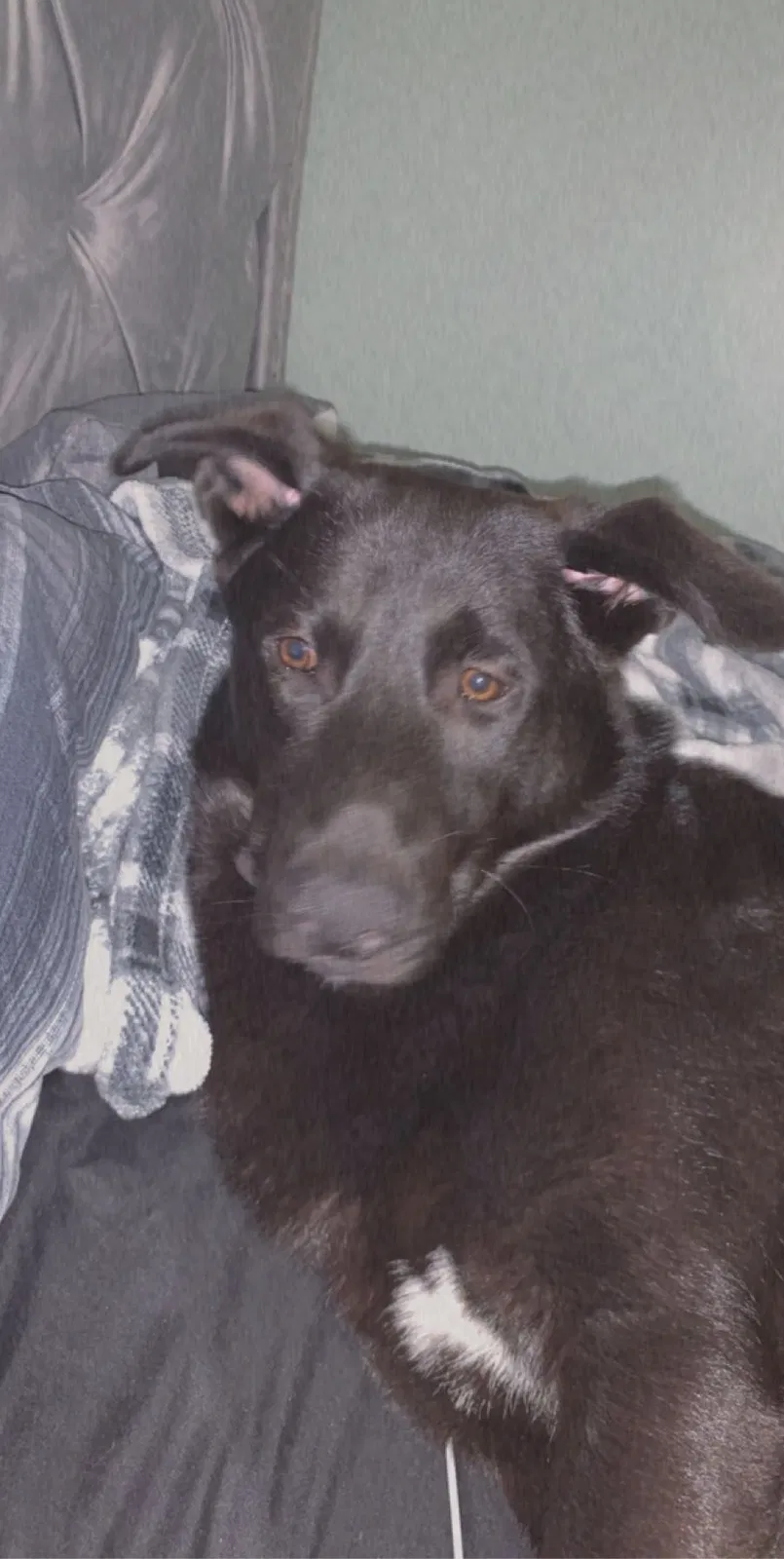 Lost dog in Wichita, KS, 67207