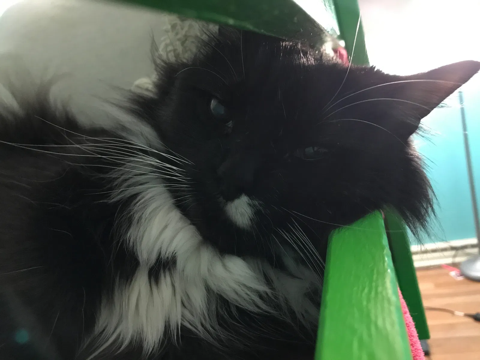 Lost cat in Lake Forest, CA, 92630