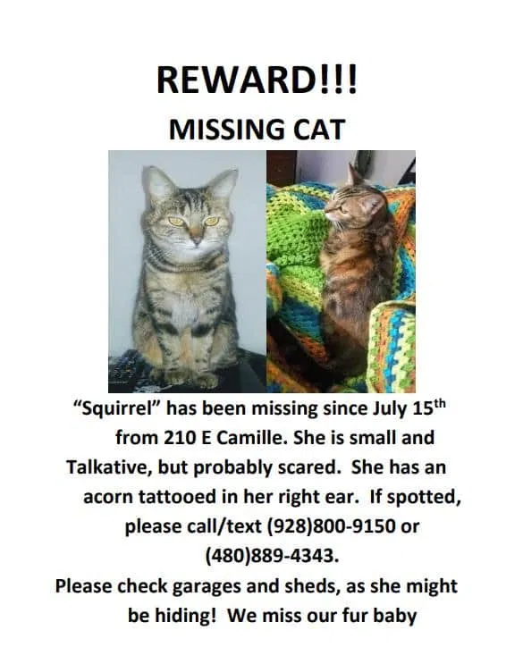 Lost cat in Unknown, AZ, 86005