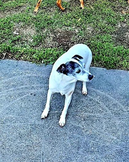 Lost dog in Wichita, KS, 67207