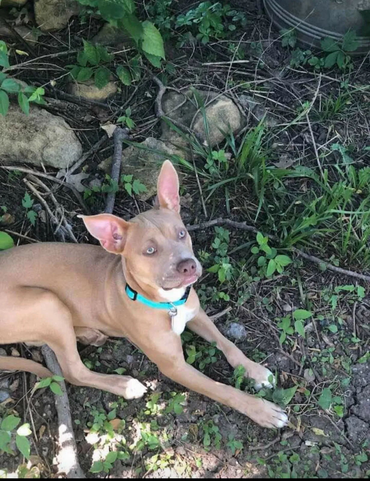 Lost dog in Topeka, KS, 66614