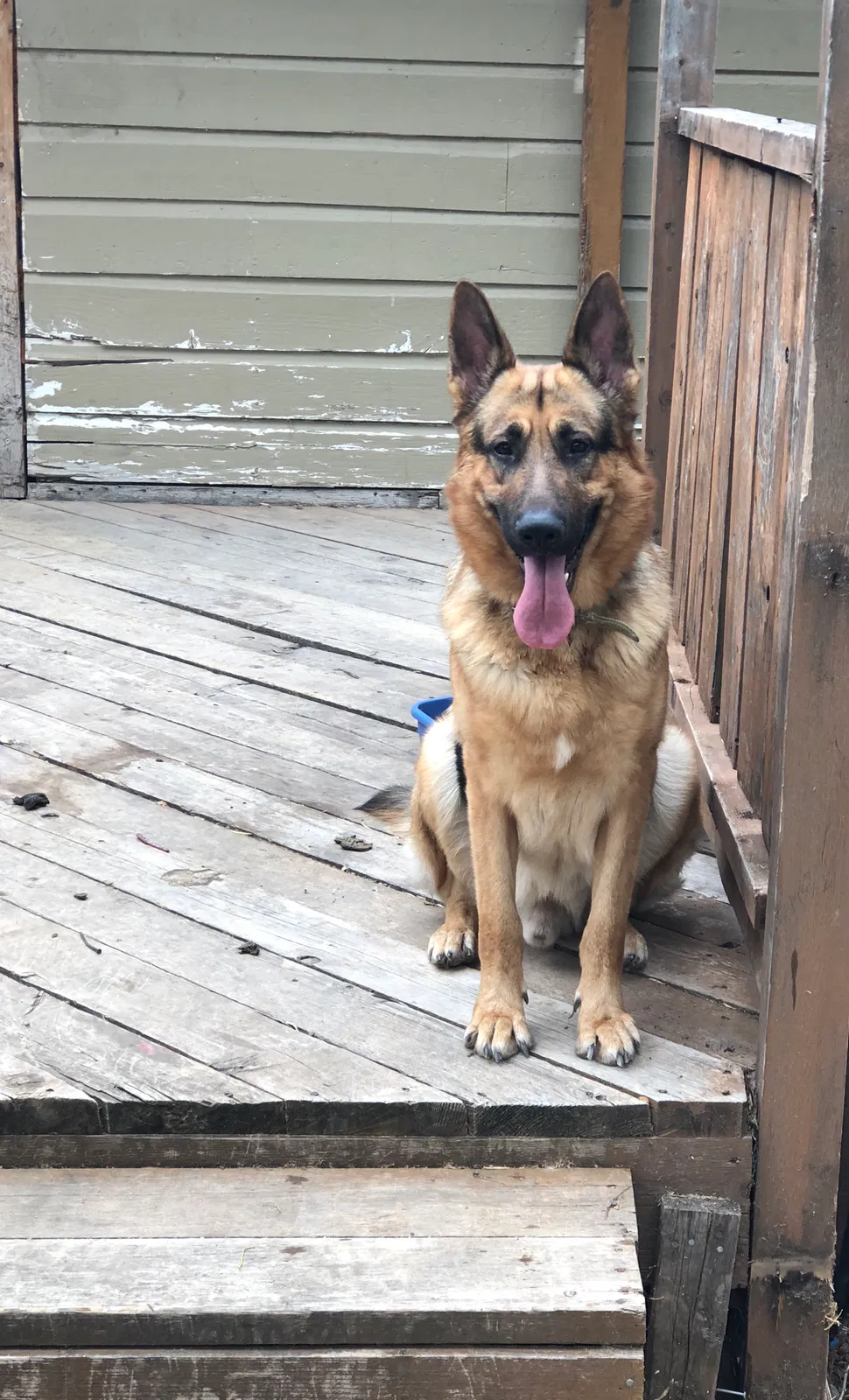 Lost dog in San Angelo, TX, 76903