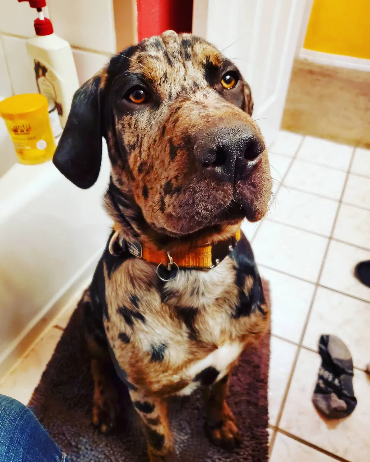 Lost dog in Lebanon, OR, 97355