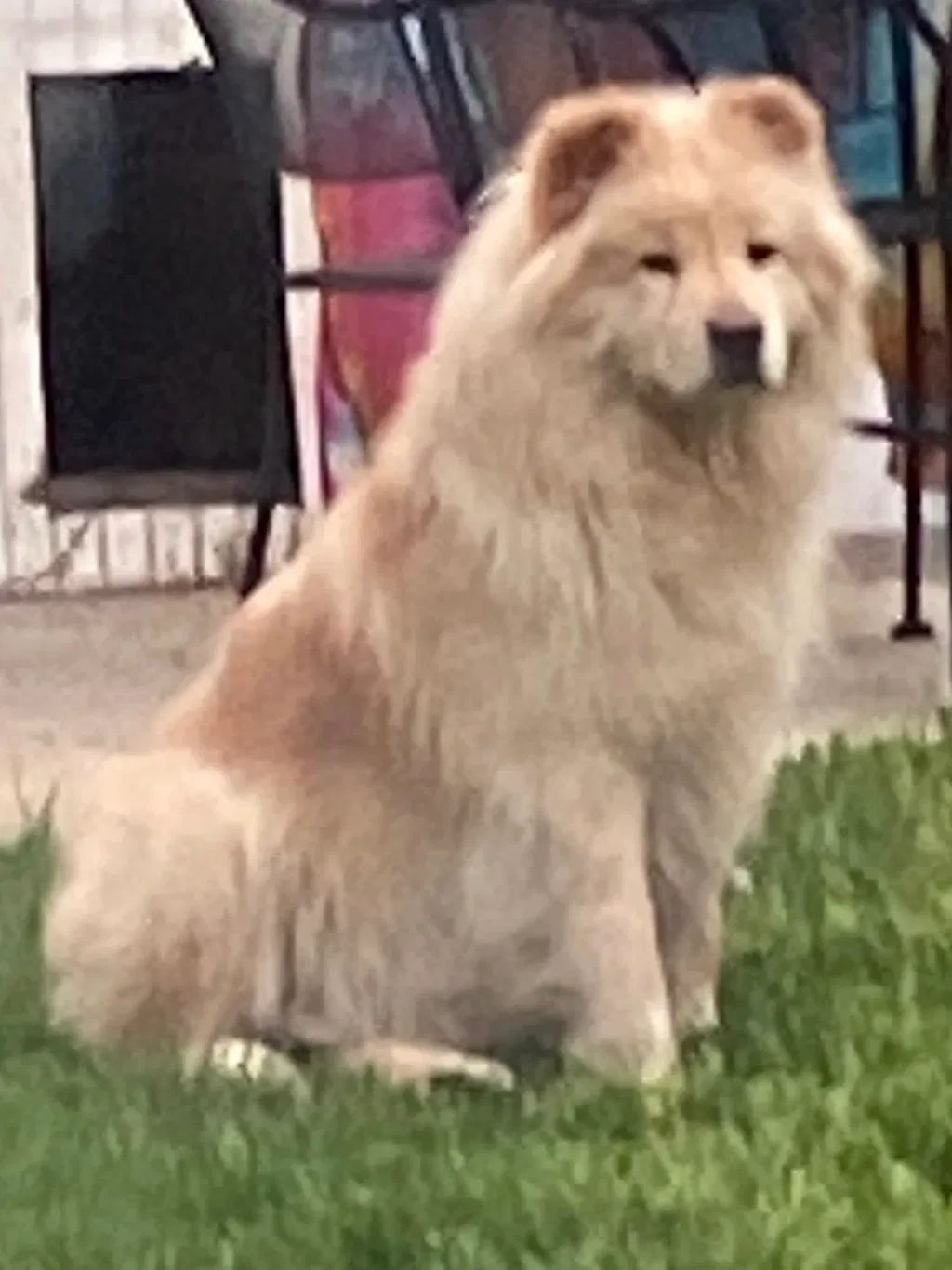 Lost dog in Hamilton, MI, 49419