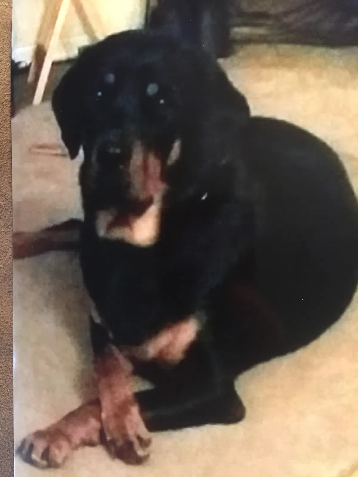 Lost dog in Deltona, FL, 32725