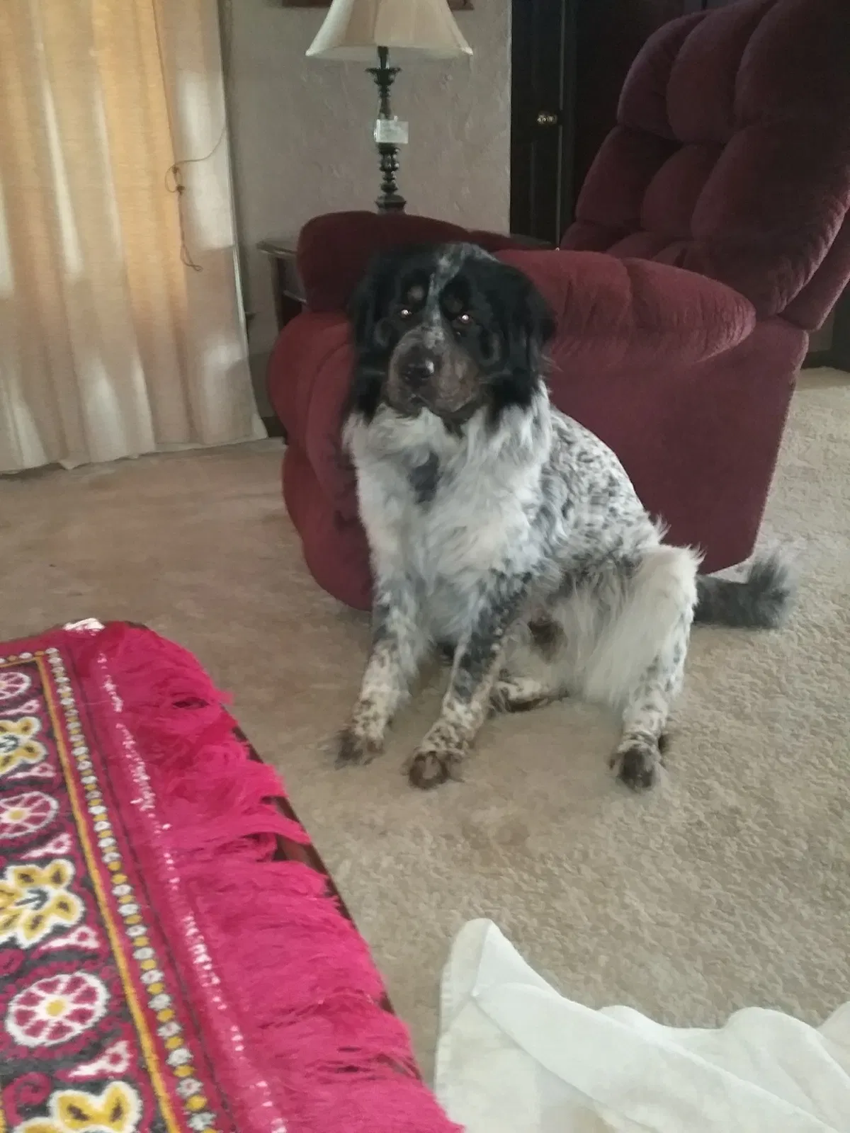 Lost dog in Hamilton, MI, 49419