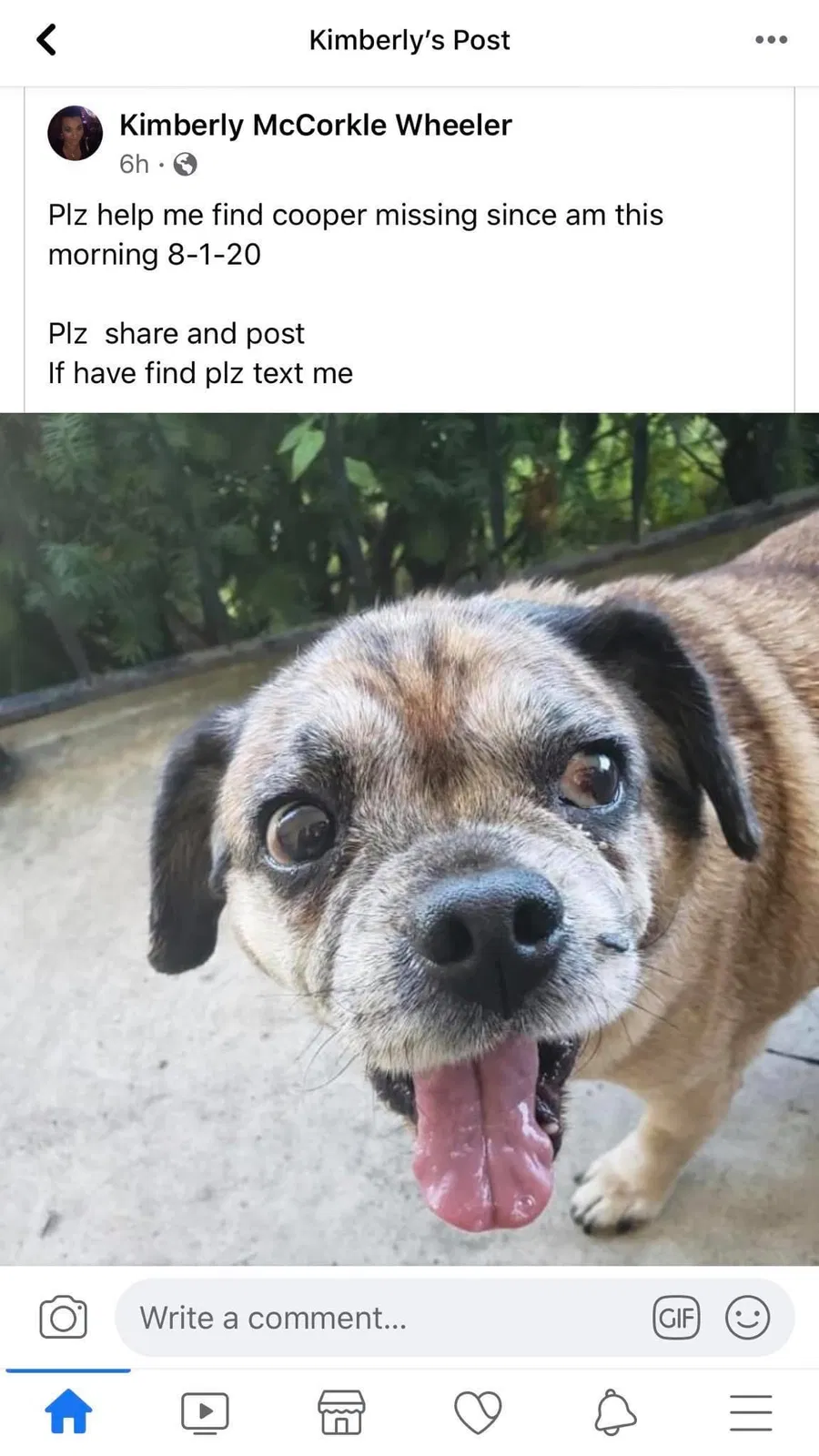 Lost dog in Shelbyville, IN, 46176