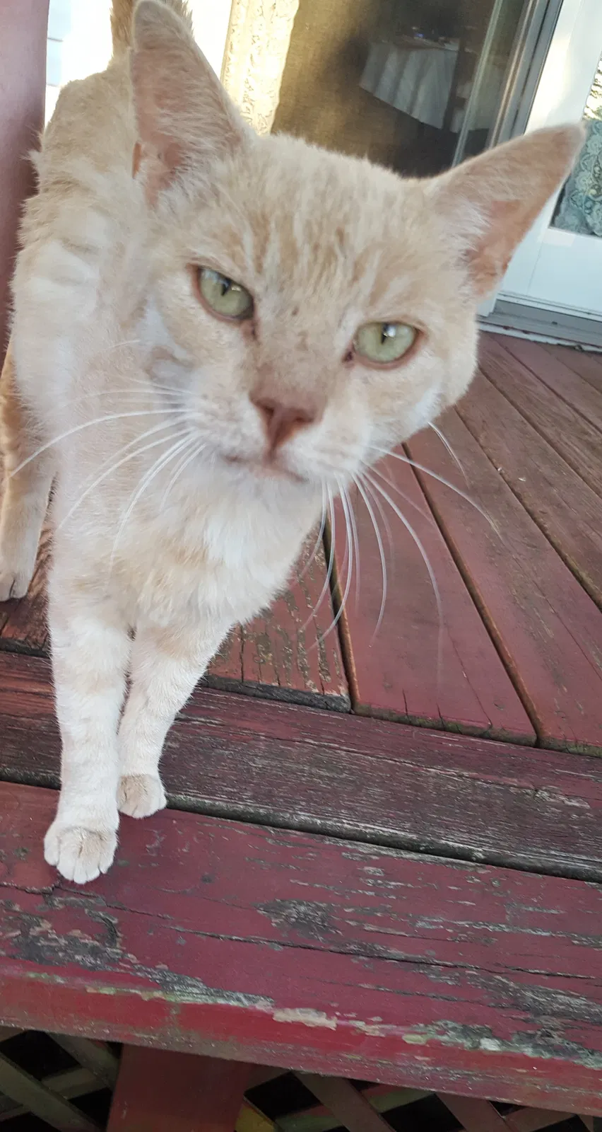 Lost cat in Gilbertsville, PA, 19525