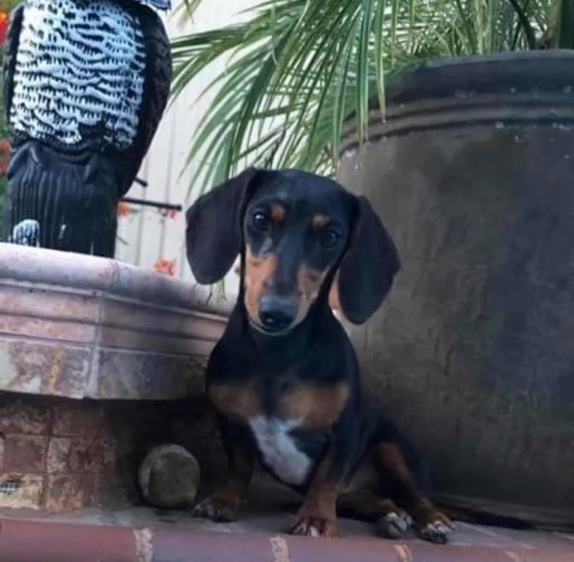 Lost dog in Midland, TX, 79701