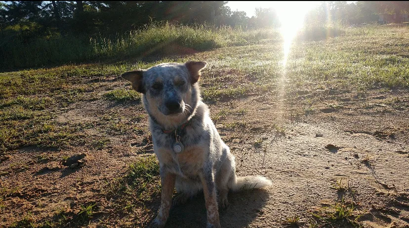 Lost dog in Big Sandy, TX, 75755