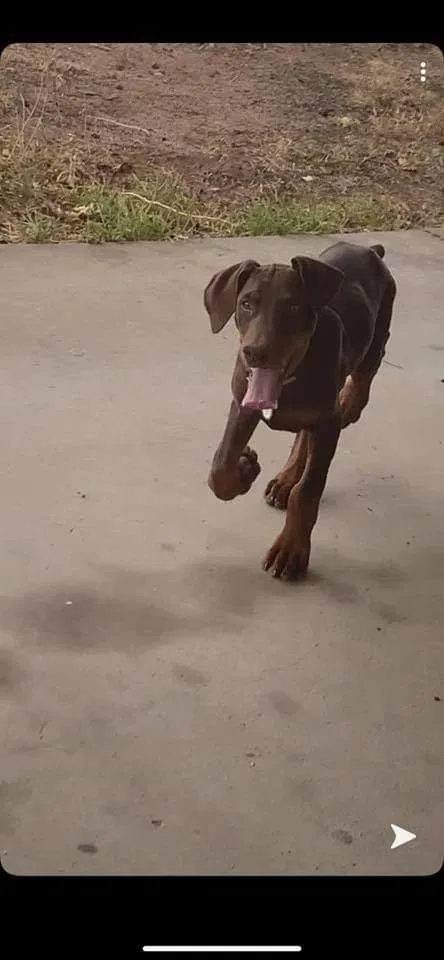 Lost dog in Odessa, TX, 79763
