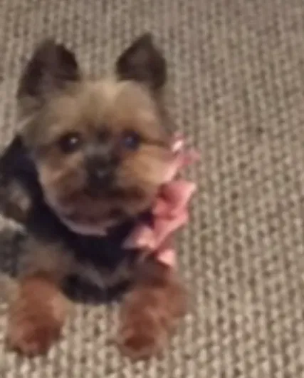 Lost dog in Raleigh, NC, 27610