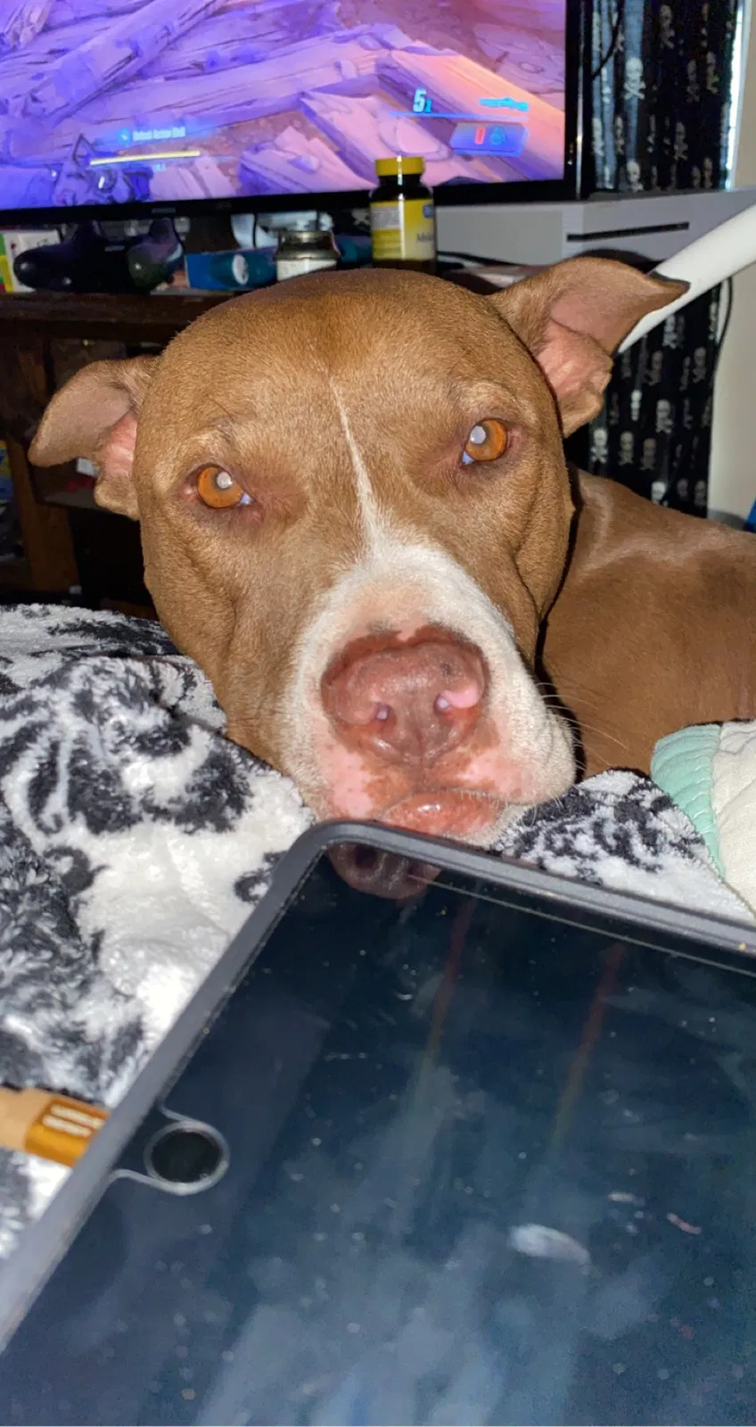 Lost dog in Cleveland, TN, 37311