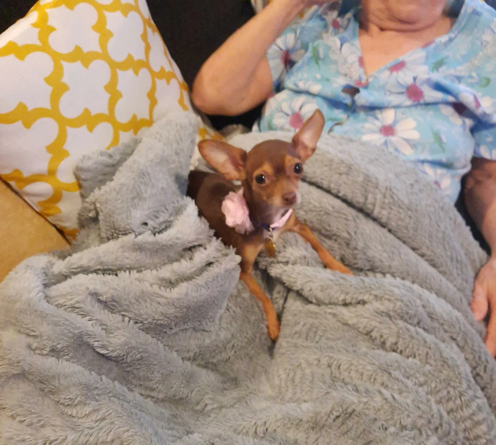 Lost dog in Freeland, PA, 18224
