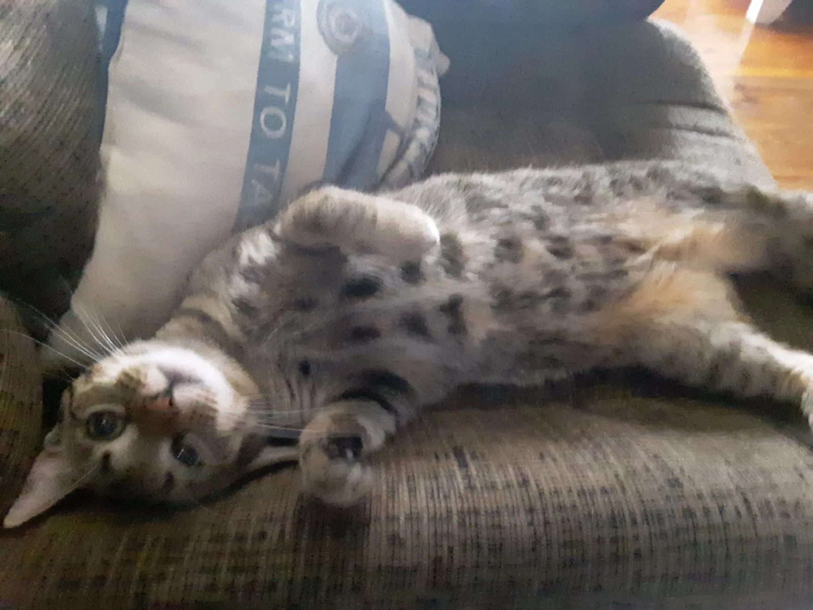 Lost cat in Berwick, PA, 18603