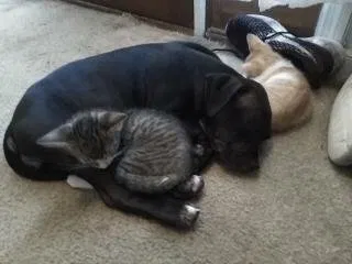Lost cat in Phenix City, AL, 36869