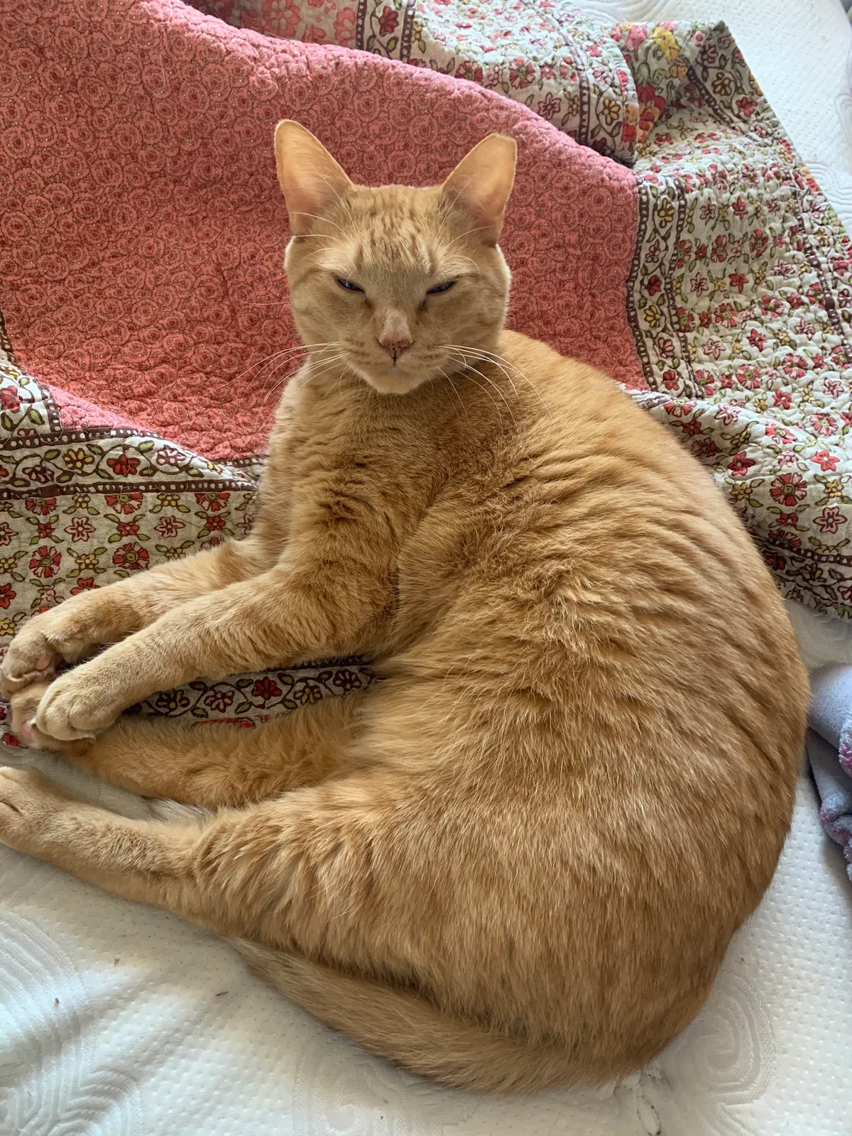 Lost cat in North Las Vegas, NV, 89081