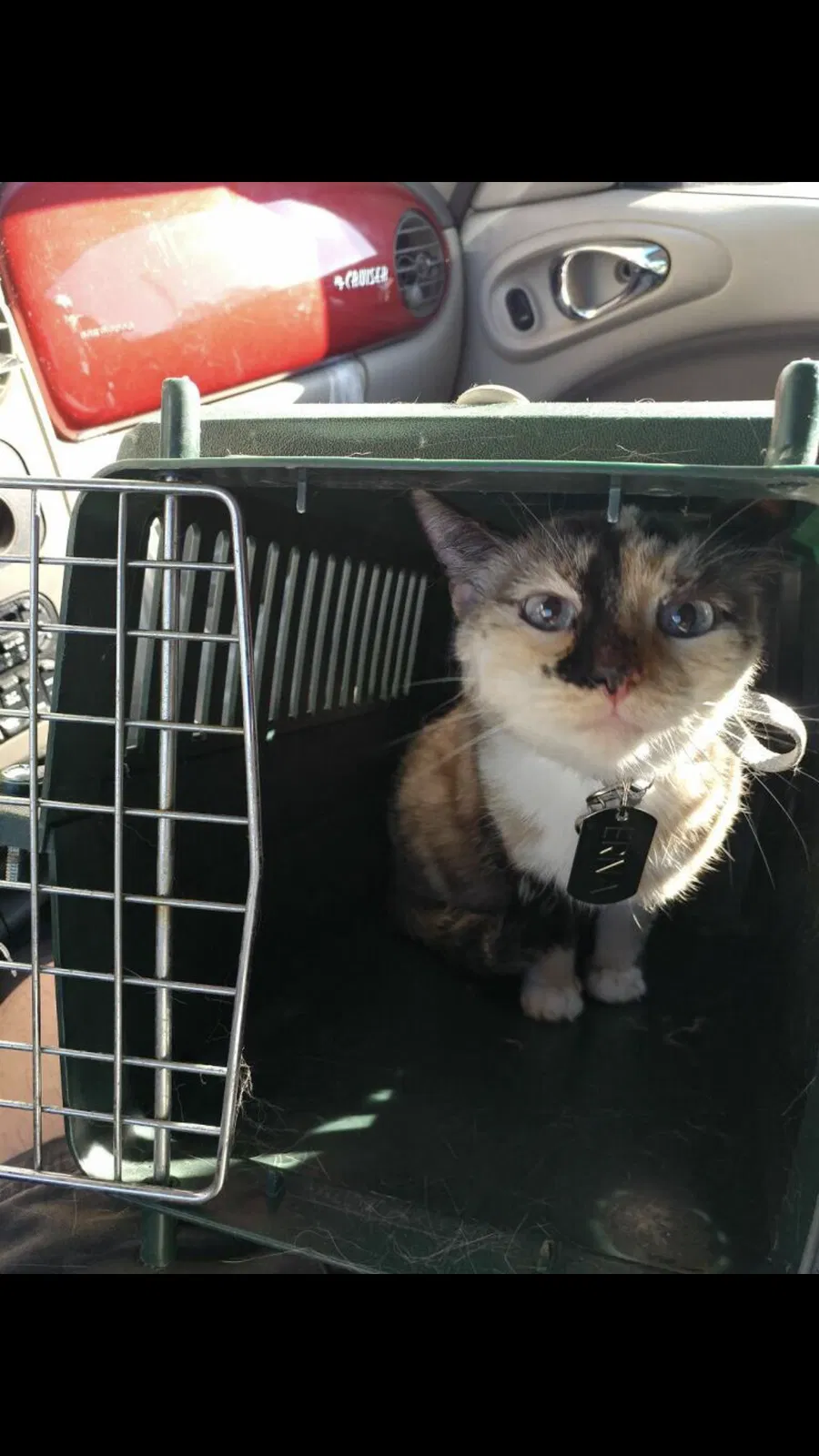 Lost cat in Hutchinson, KS, 67501