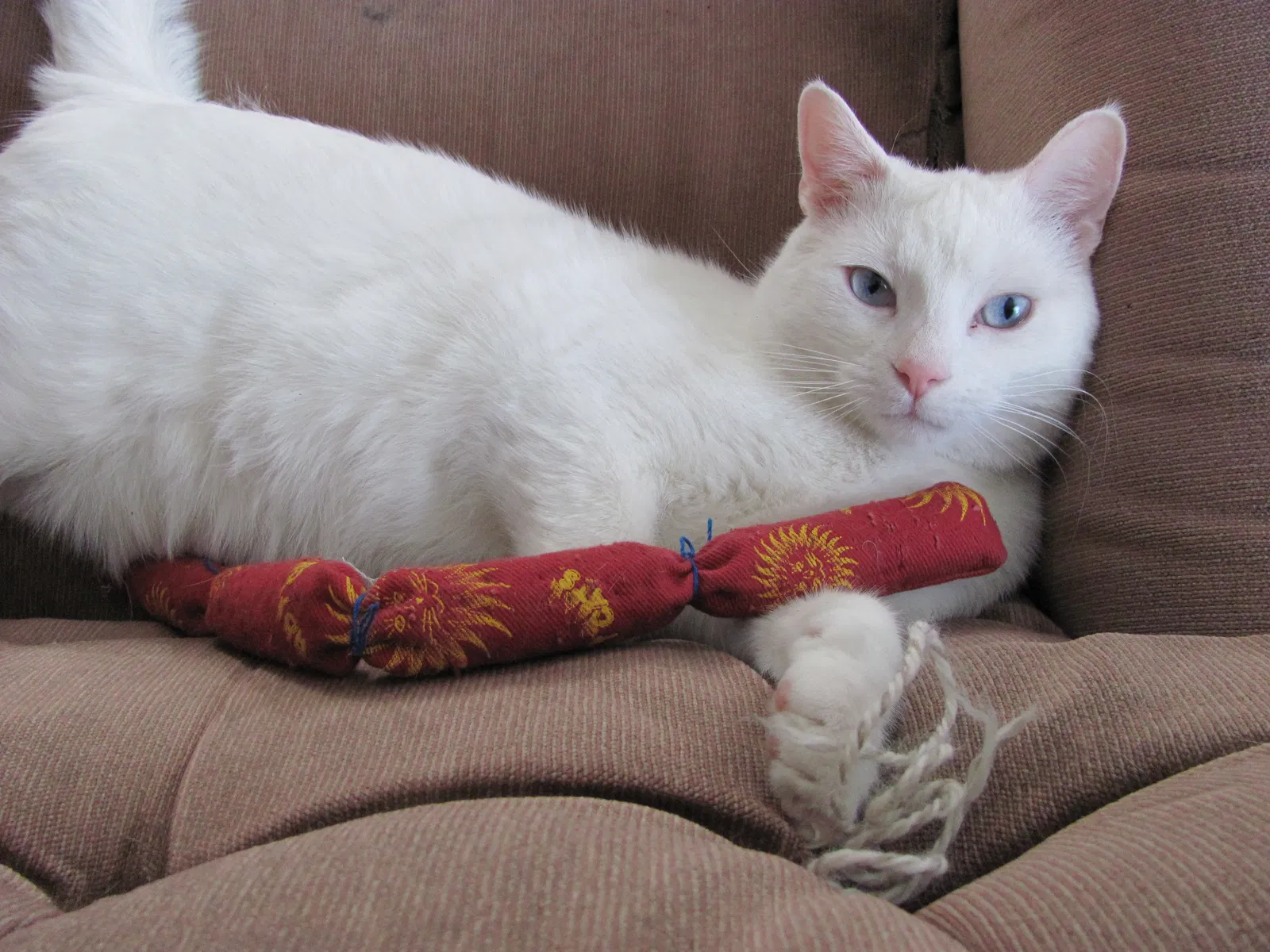 Lost cat in Duluth, MN, 55811