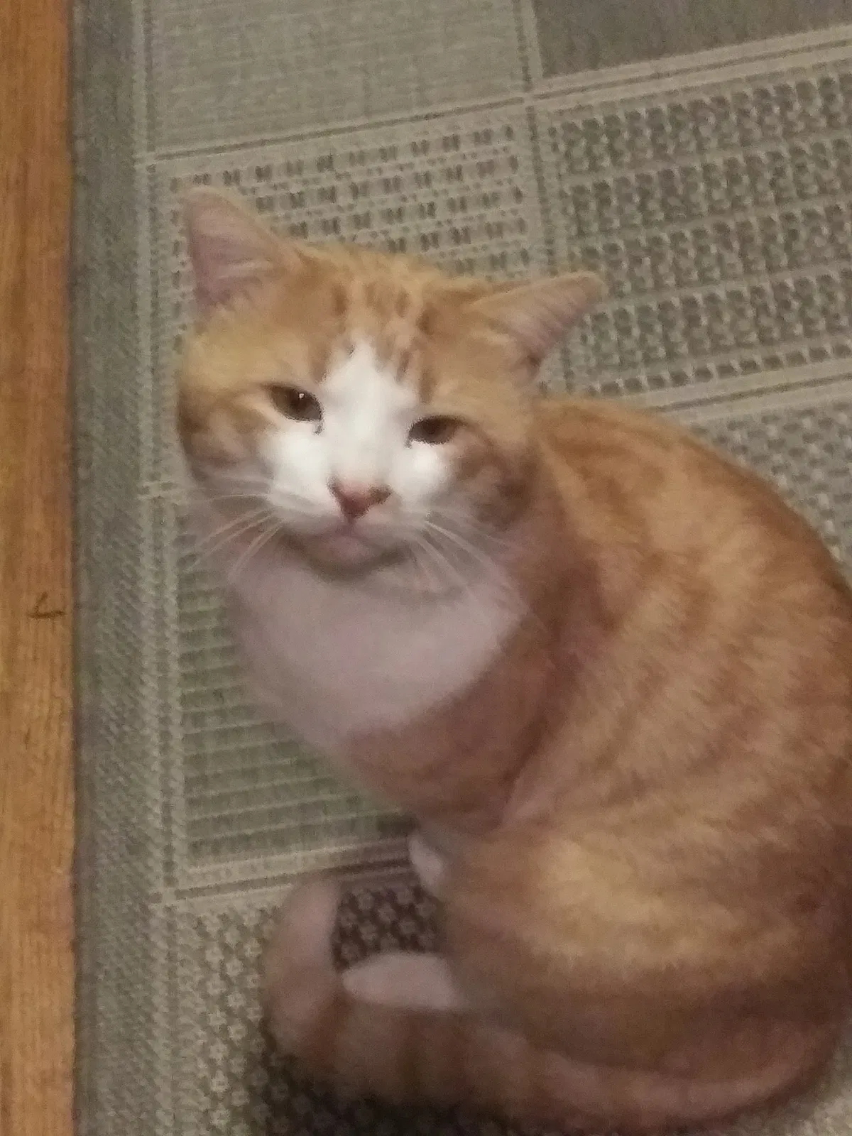 Lost cat in Dover, NC, 28526