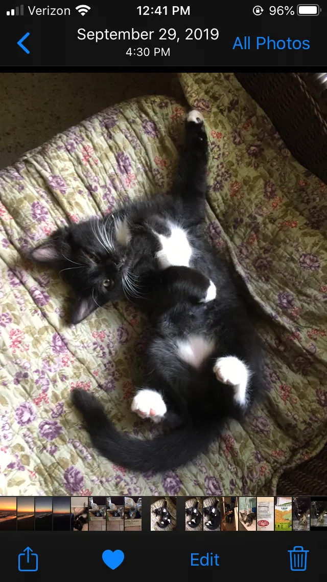 Lost cat in Sarasota, FL, 34231