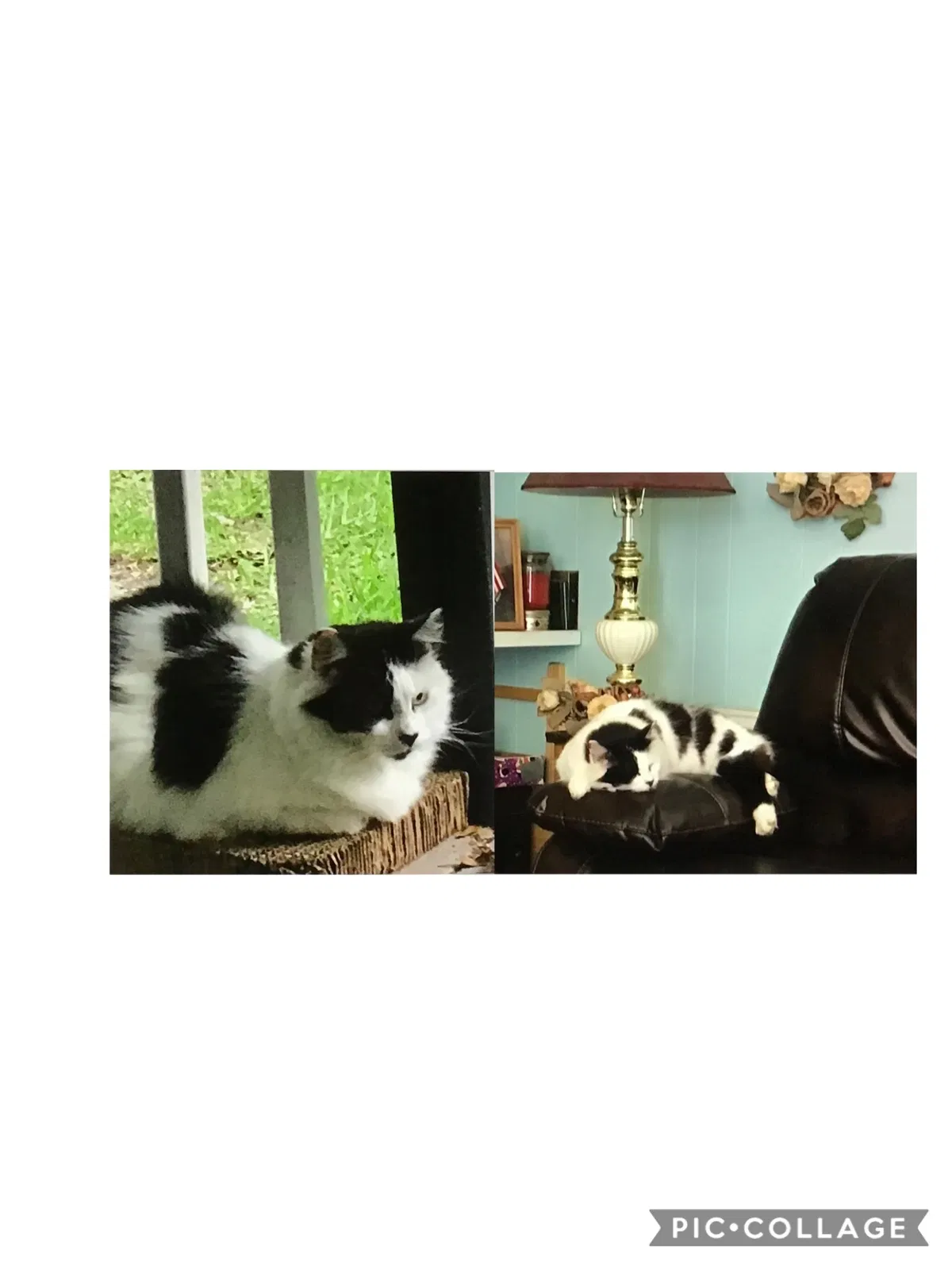 Lost cat in Dade City, FL, 33525