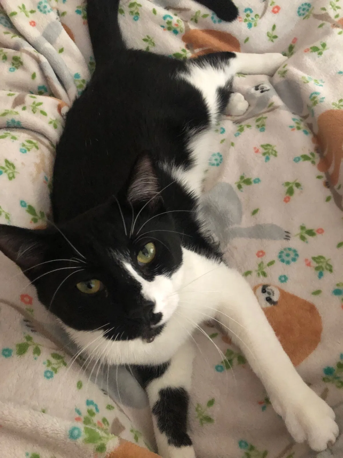 Lost cat in Grand Rapids, MI, 49525