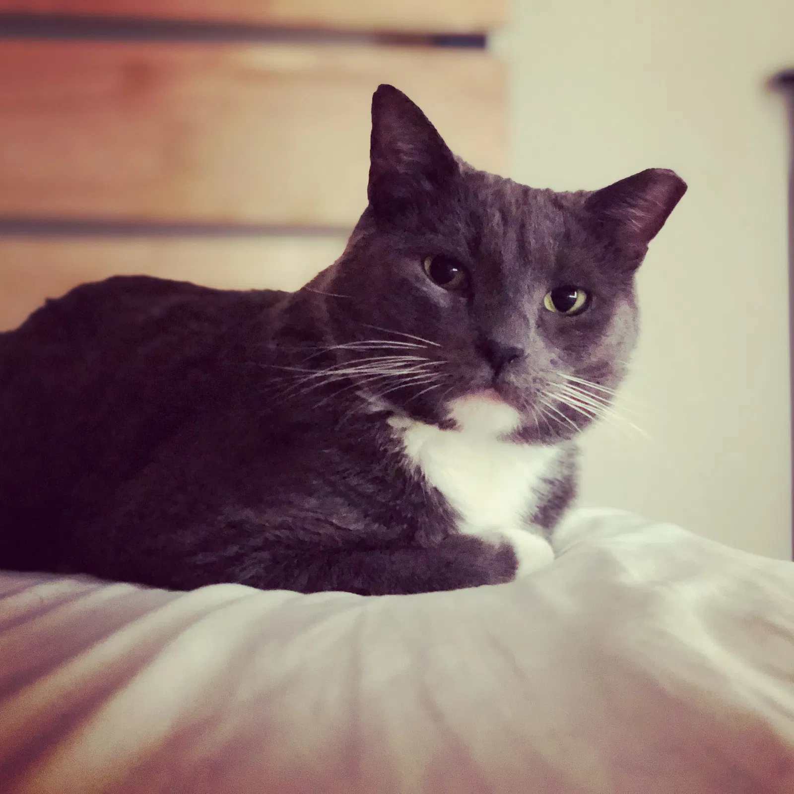 Lost cat in Saint Paul, MN, 55124